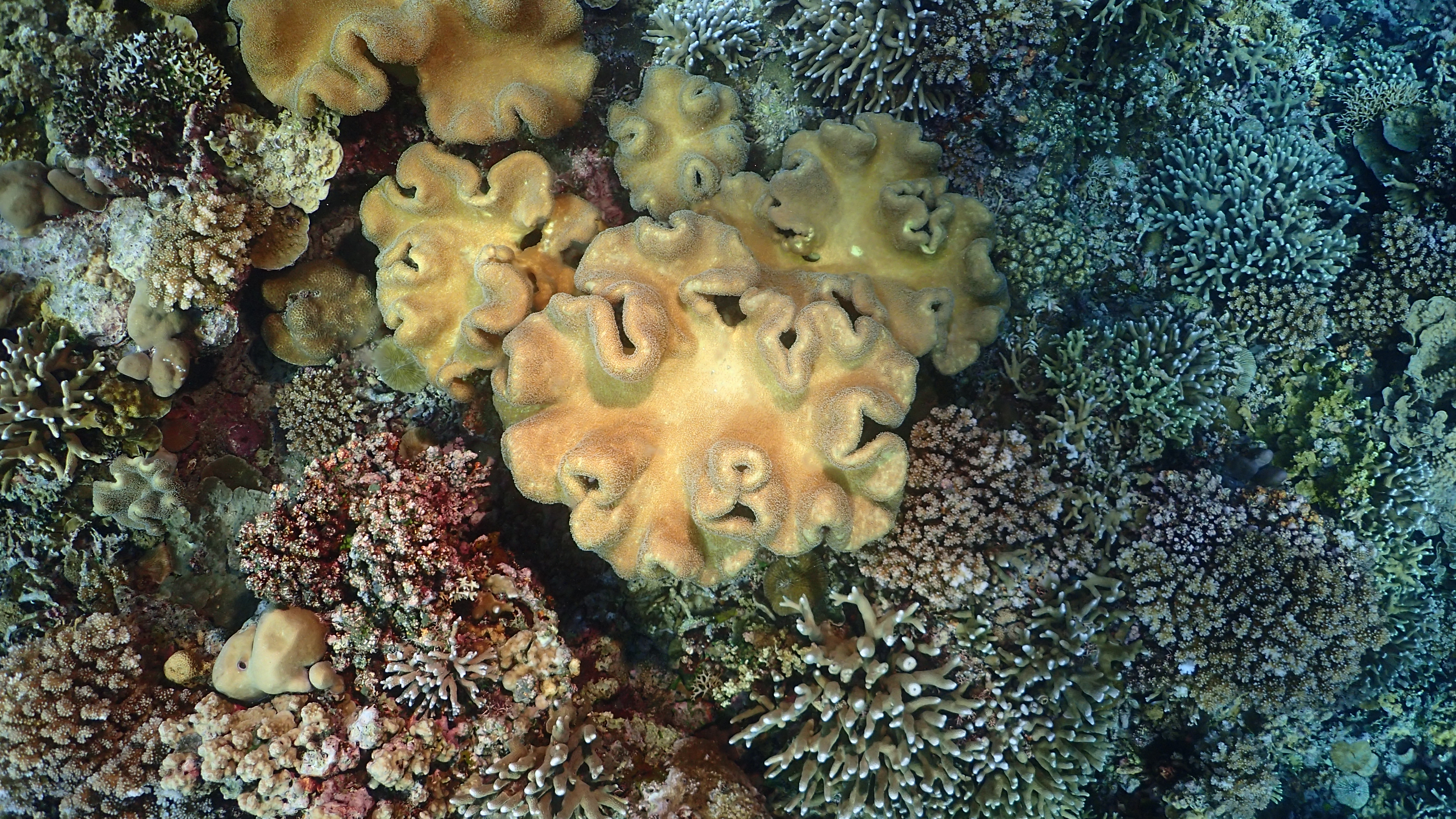 Corals