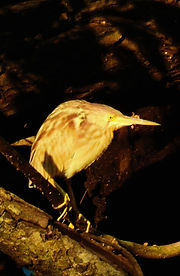 DSCN1259_edited.jpg