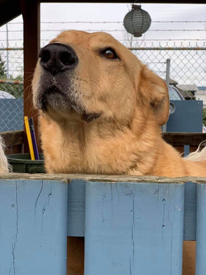 WHAT IS YOUR PUPPY TRYING TO TELL YOU?