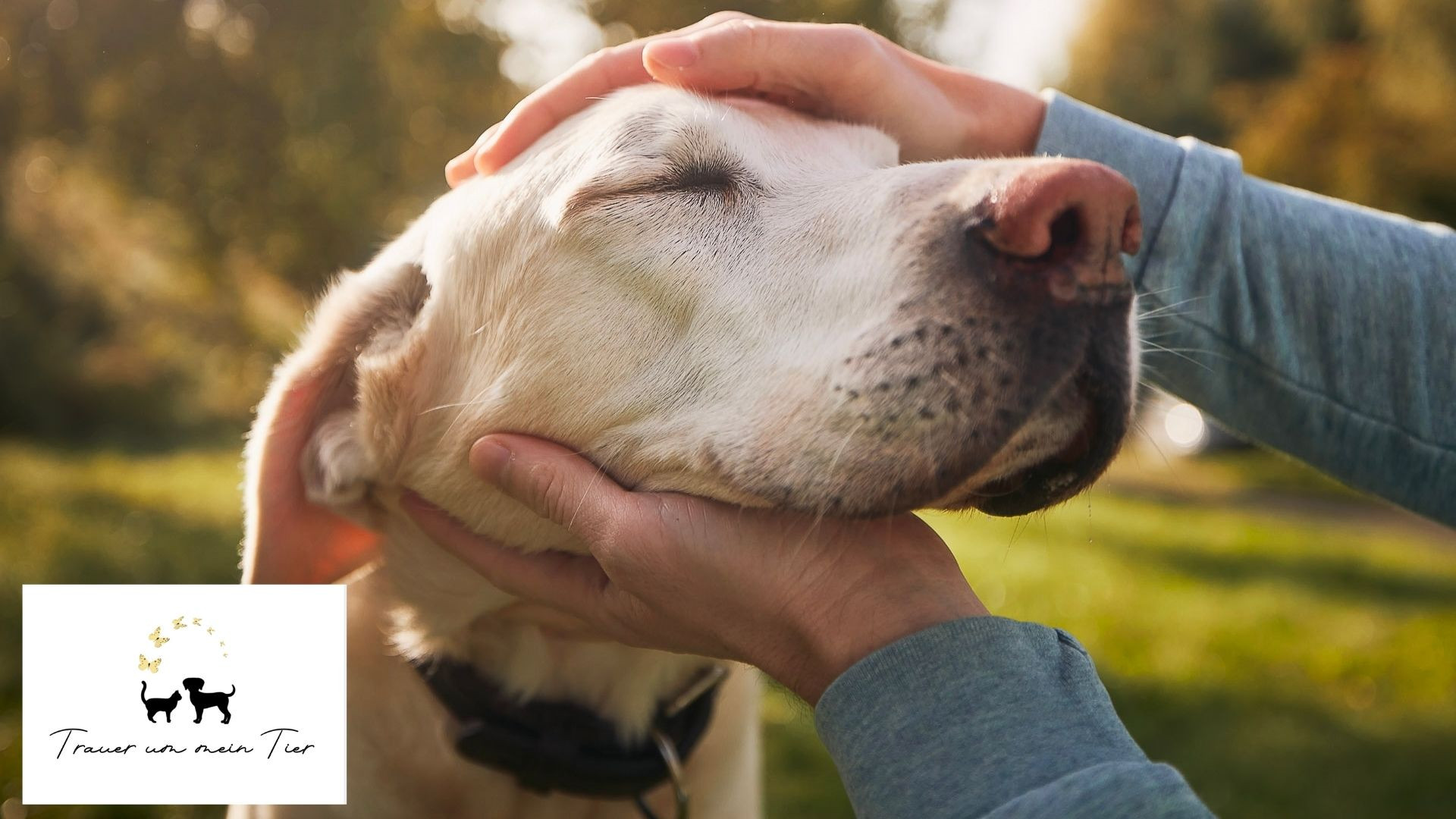Geliebter Hund gestorben – 5 Dinge, die jetzt wirklich helfen