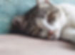 Haustier Katze vor blauem Hintergrund