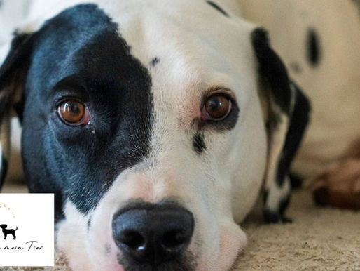 Dalmatiner kurz vor dem Abschied – Trauer um alten Hund