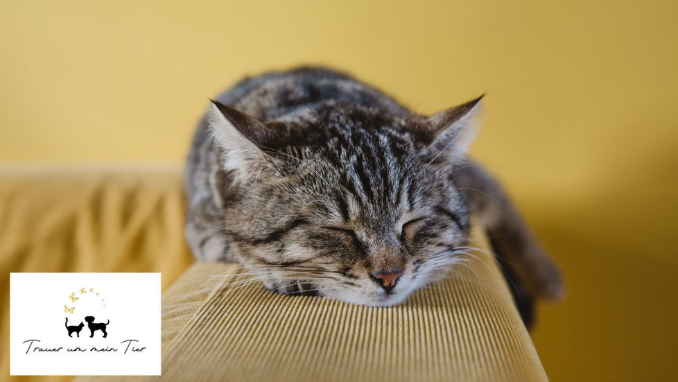 Katze wird vermisst – emotionale Begleitung und konkrete Hilfe für Tierhalter*innen auf der Suche