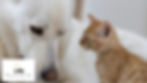 Hund und Katze liegen nah beieinander, Symbolbild für Tiertrauer und Abschied von geliebten Haustieren