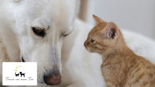 Hund und Katze liegen nah beieinander, Symbolbild für Tiertrauer und Abschied von geliebten Haustieren