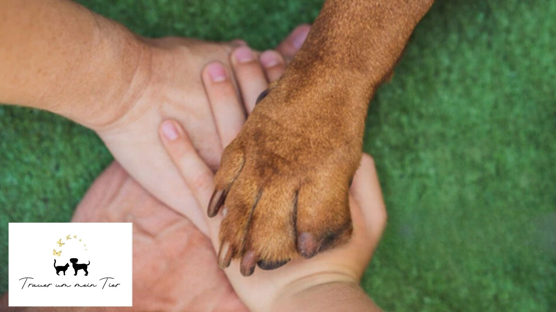 Was sagt man, wenn Hund oder Katze gestorben sind? 5 Tipps