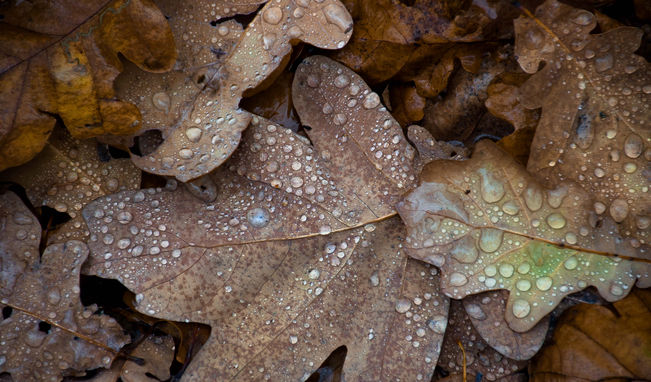 _DSC5355.JPG