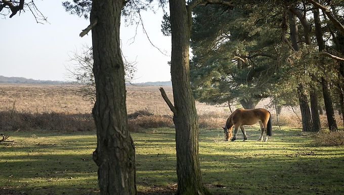 New Forest