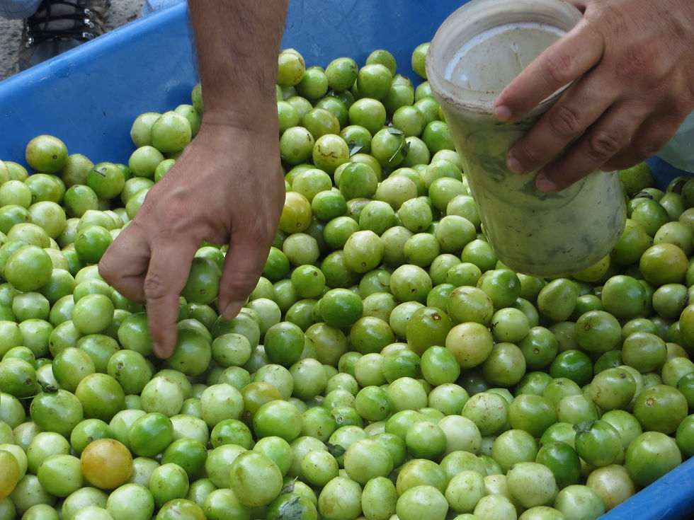 Umbu - Mercado Municipal