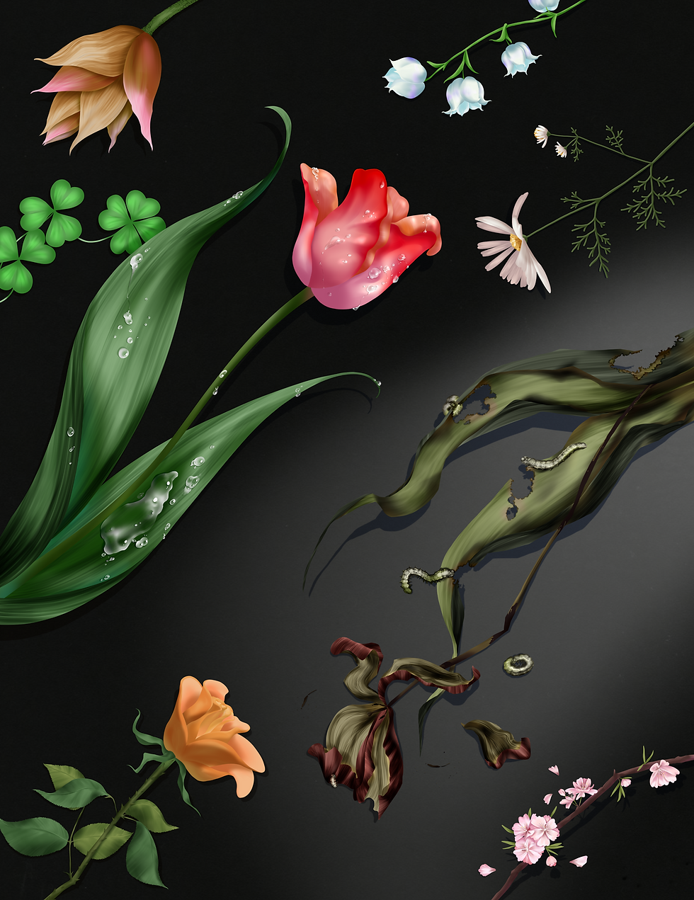 Tulips - textless