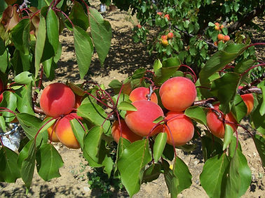 abricots Orangered.jpg