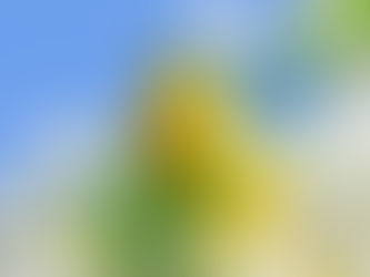 Top Protective Gear for Everyday Bird Encounters