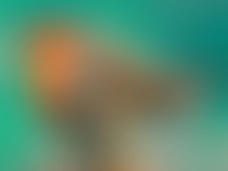 Understanding Bird Incidents: Reporting Your Experience