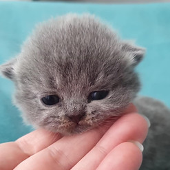 576487d8-146d-4d61-85d1-df4c88df1205.jfif