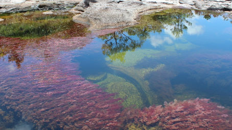Caño Cristales - El rió de 7 colores
