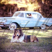 Classic Rides that Shelby Owns