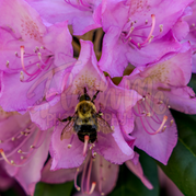 Nature: Flowers