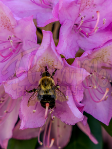 Nature: Flowers