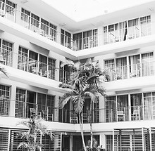 coconut palm trees in hotel lobby_edited