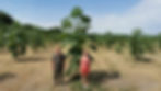 Paulownia Cotevisa 2 ipari császárfa ültetvény Szeged