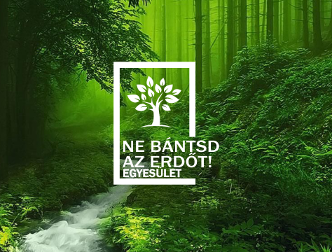 Erdővédelem és klímavédelem: miért fontos, és milyen hatásai vannak?