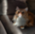 Lillen2.png