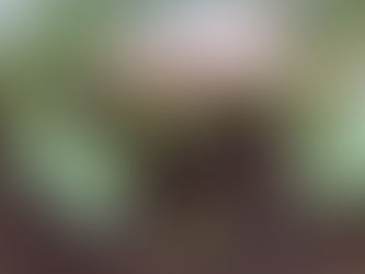 Convivencia pacífica