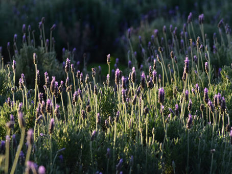 La mágica lavanda.