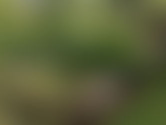 Planeando la Hortaliza