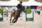 Horse cantering