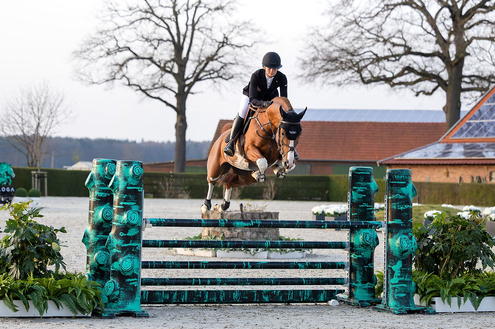 BTB Stud Acquires Amaretto Destiny's Z at the Aloga Auction
