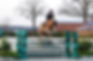 BTB Stud Acquires Amaretto Destiny's Z at the Aloga Auction