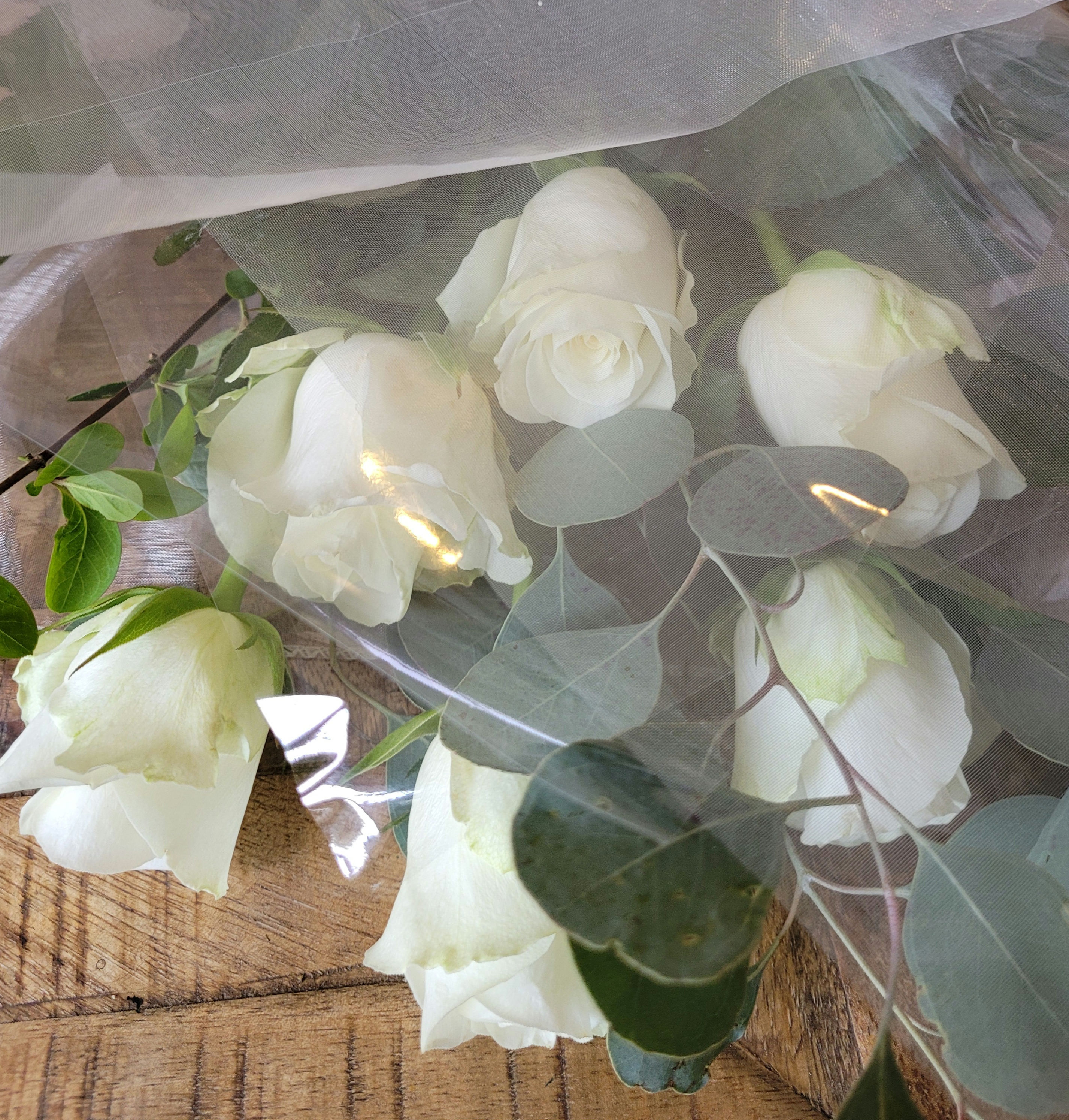 White Rose and Foliage