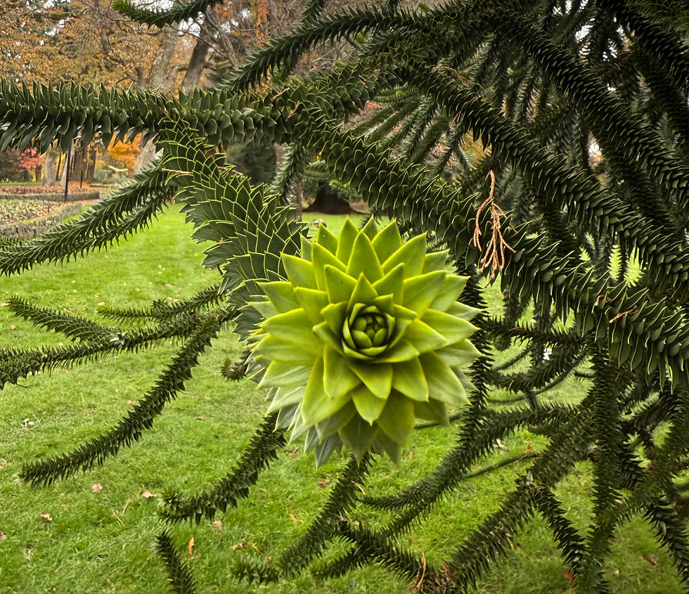 Leaf and brach of Monkey Puzzle Tree ( Araucaria araucana )