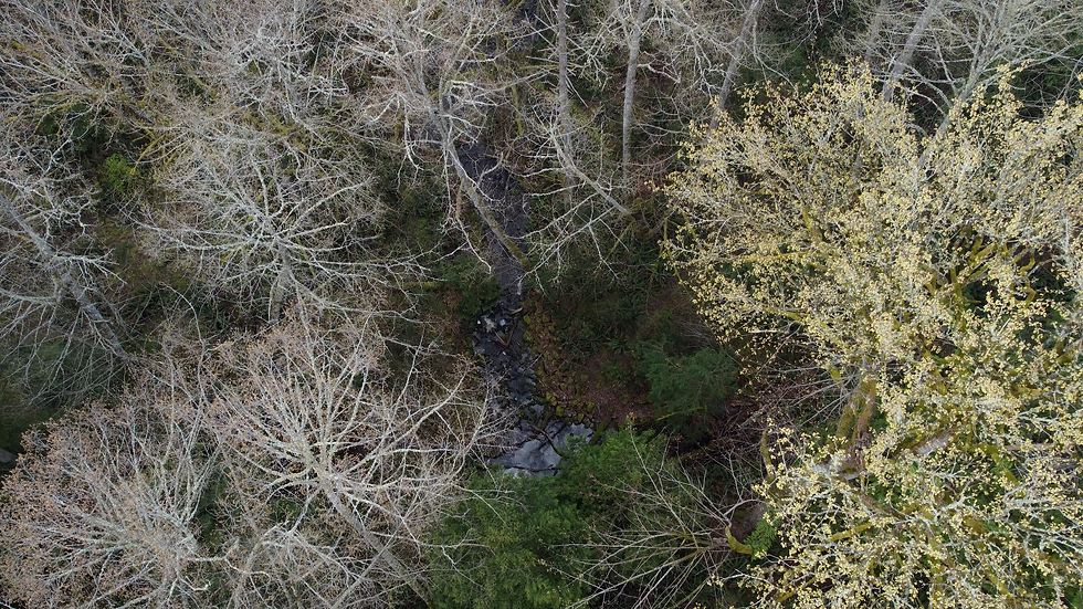 Forest.png