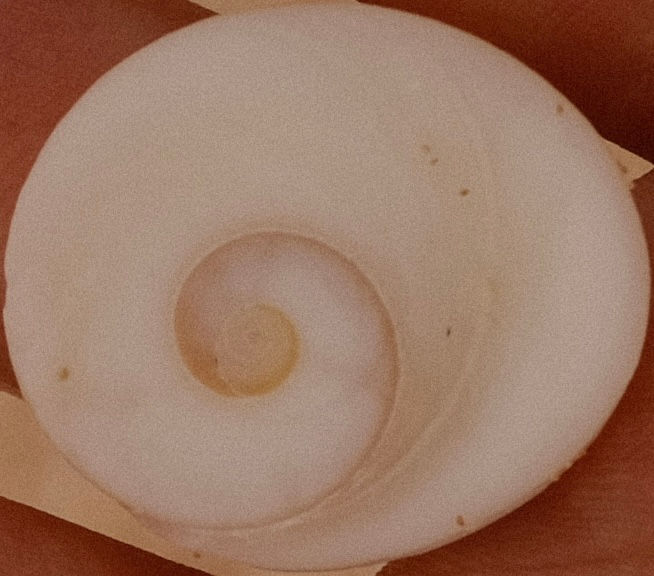 Ammonite - Time Frozen Shell