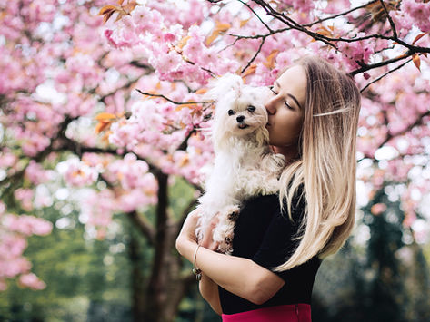 Spring Through the Blossoms
