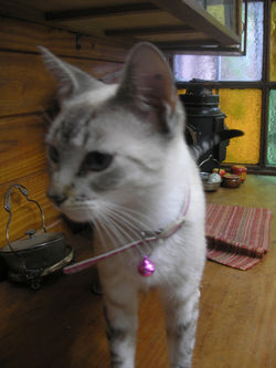 LOS GATOS DE DINA LR