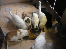 LOS GATOS DE DINA LR