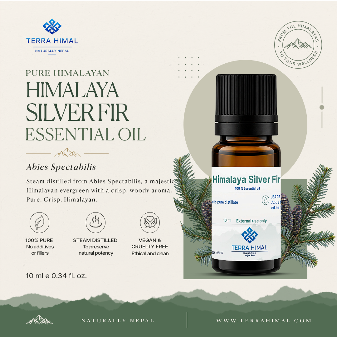 Himalaya silver fir (Abies spectabilis) essential oil