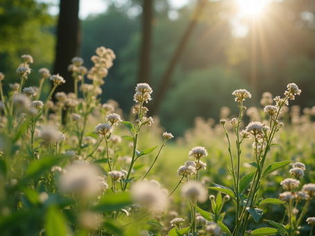 Découvrez les bienfaits de la naturopathie moderne