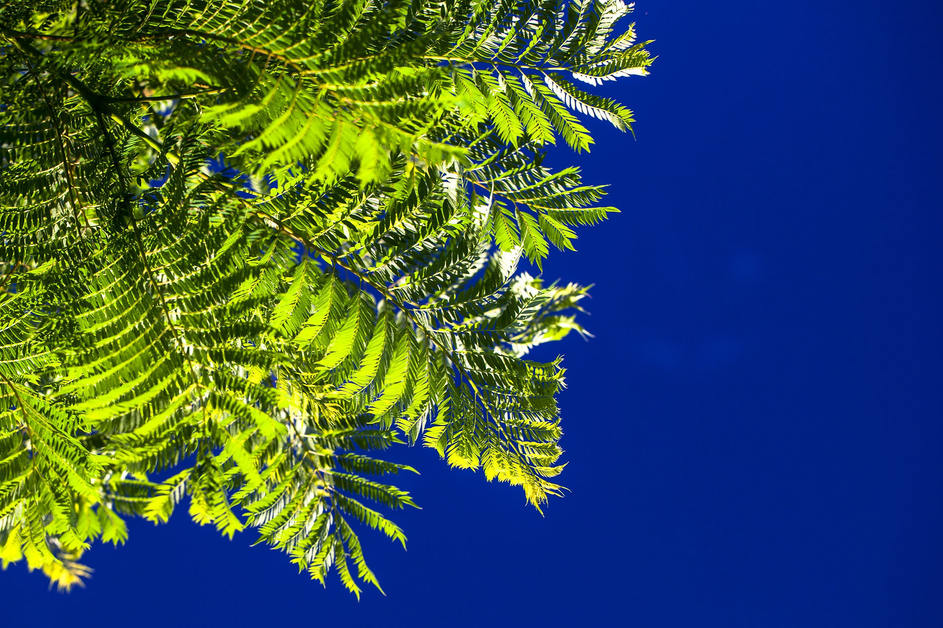 Jacaranda mimosifolia | Fast-Growing Tree | Light Purple Flowers | Jacaranda Leaves Against a Deep Blue Sky | Plant Photos