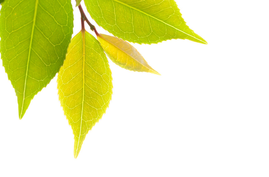 Garden Glee | Gardening – The Growing Wellbeing Lifestyle | Photo Art | Citrus Tree Leaves | Australian Gardens | 
Macro Photog
aphy | New Leaf Growth
