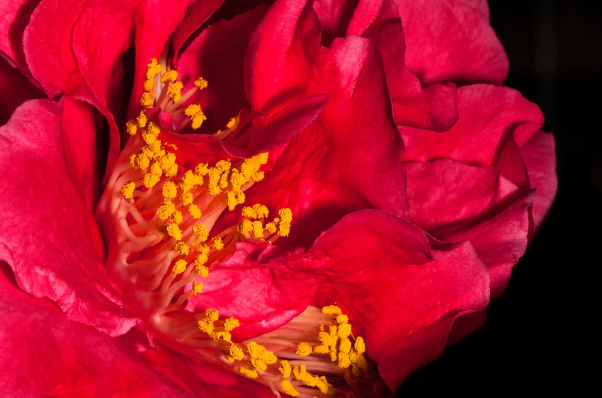 Garden Glee | Gardening – The Growing Wellbeing Lifestyle | Photo Art | Petals & Stamens of a Camellia Flower | Australian Gardens | 
Close - Up Flower Photog
aphy