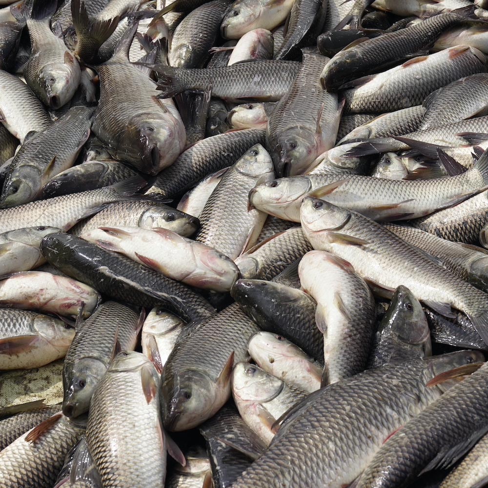 Sur Fish Farm, Fish Supplier, Fresh Fish Supply, Fish Farmer