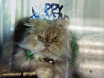 Misty Jake at New Year's