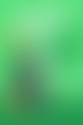 Review of Holiday Star