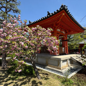 Cherry Blossoms and Shrine