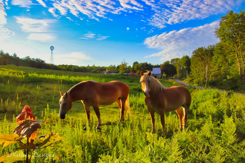 Sprawling green fields and majestic Belgian horses looking on as a passerby stops to admire their beauty and elegance.
