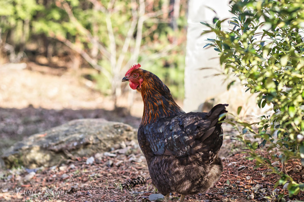 Hen standing amongst the bushes sheltered by the natural landscape